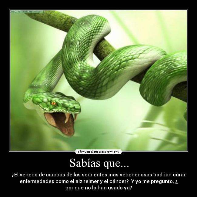 Sabías que... - ¿El veneno de muchas de las serpientes mas venenenosas podrian curar
enfermedades como el alzheimer y el cáncer?  Y yo me pregunto, ¿
por que no lo han usado ya?
