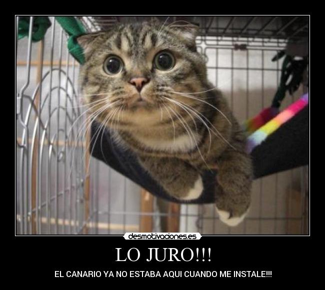 LO JURO!!! -
