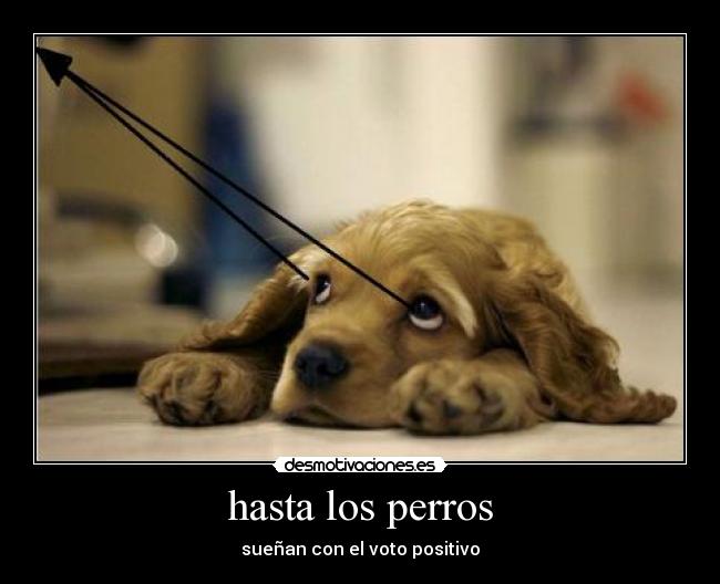 hasta los perros - sueñan con el voto positivo