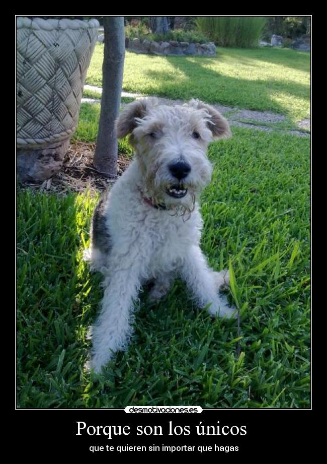 Porque son los únicos -