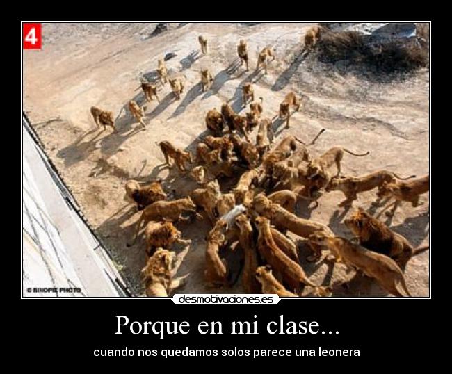 carteles leonera leon clase solos desmotivaciones