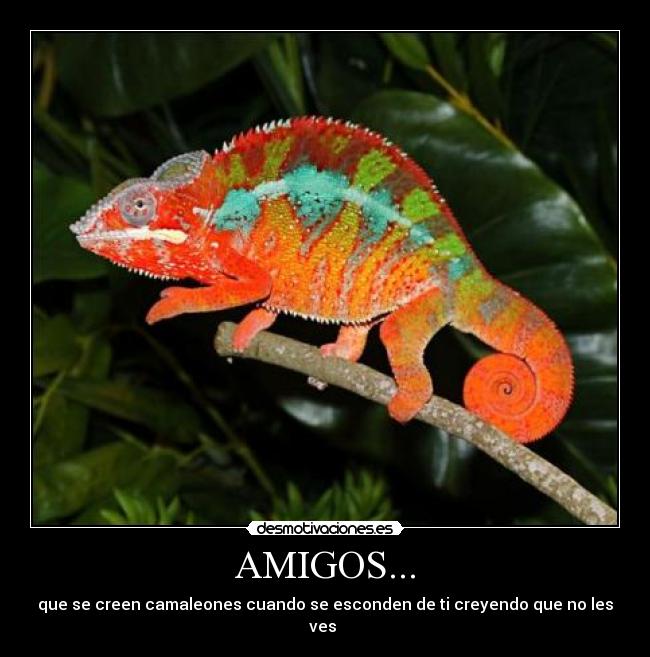 AMIGOS... - 