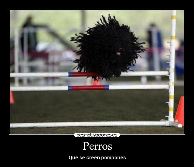 Perros - Que se creen pompones