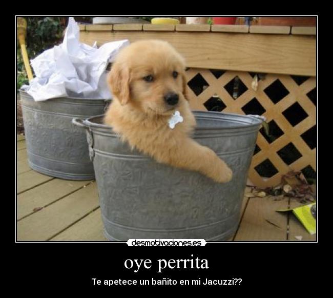 oye perrita -