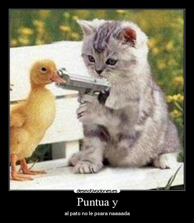 carteles gatosmalo gatosasesino desmotivaciones