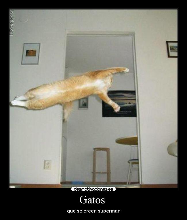 Gatos  - que se creen superman