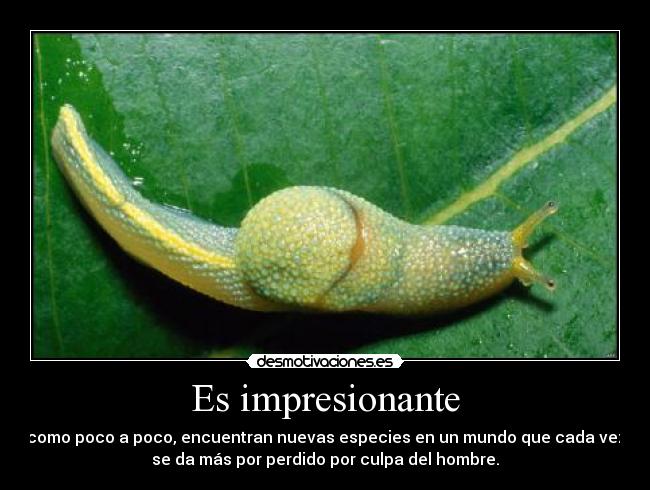 carteles como poco poco encuentran nuevas especies mundo que cada vez mas por perdido por cul desmotivaciones