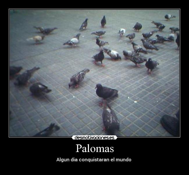 Palomas -