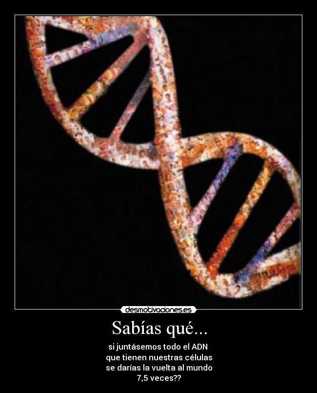 Sabías qué... - si juntásemos todo el ADN
que tienen nuestras células
se darías la vuelta al mundo
7,5 veces??