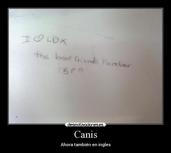 Canis - Ahora también en ingles