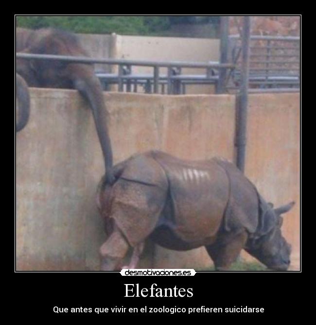 Elefantes - Que antes que vivir en el zoologico prefieren suicidarse