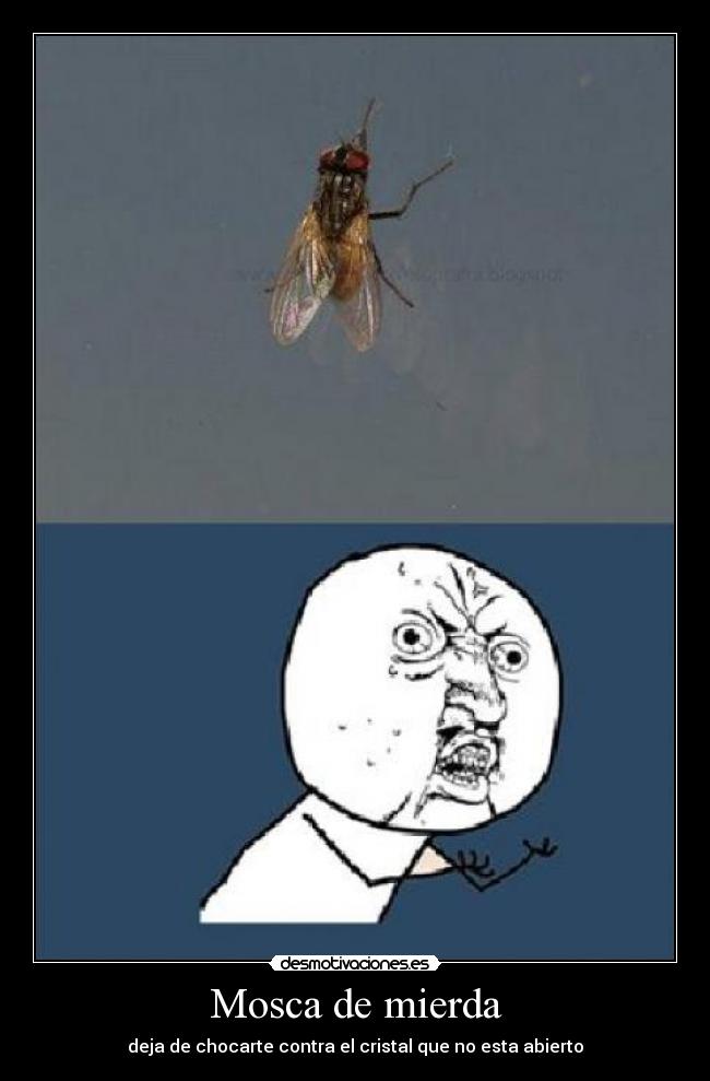 Mosca de mierda - deja de chocarte contra el cristal que no esta abierto