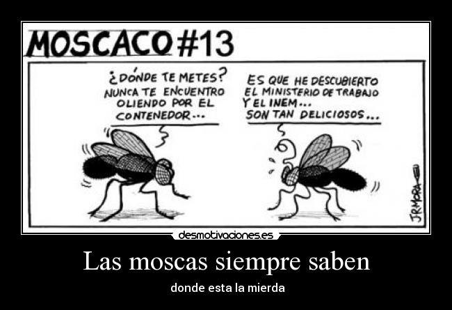 Las moscas siempre saben -