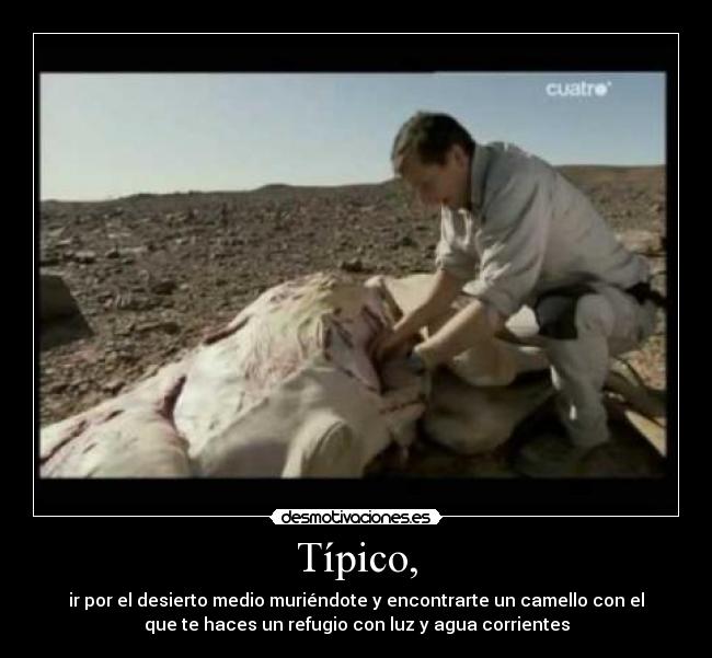 Típico, - ir por el desierto medio muriéndote y encontrarte un camello con el
que te haces un refugio con luz y agua corrientes