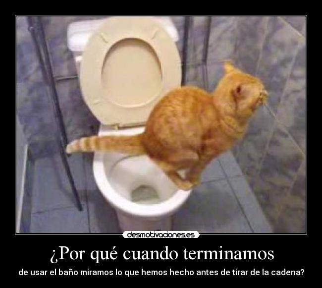 carteles bano gatosmirar desmotivaciones