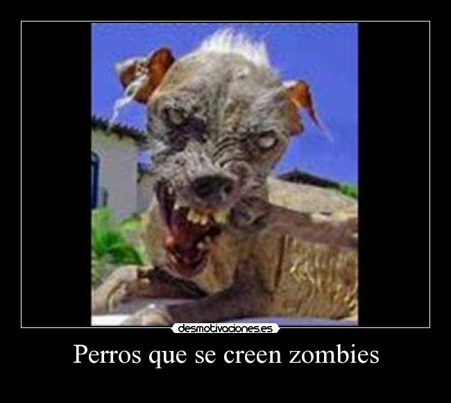 Perros que se creen zombies - 