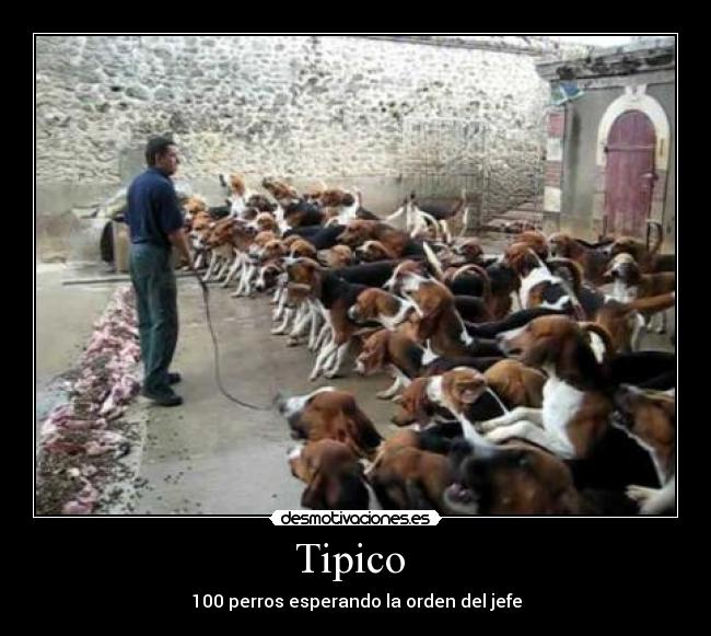 Tipico  - 100 perros esperando la orden del jefe
