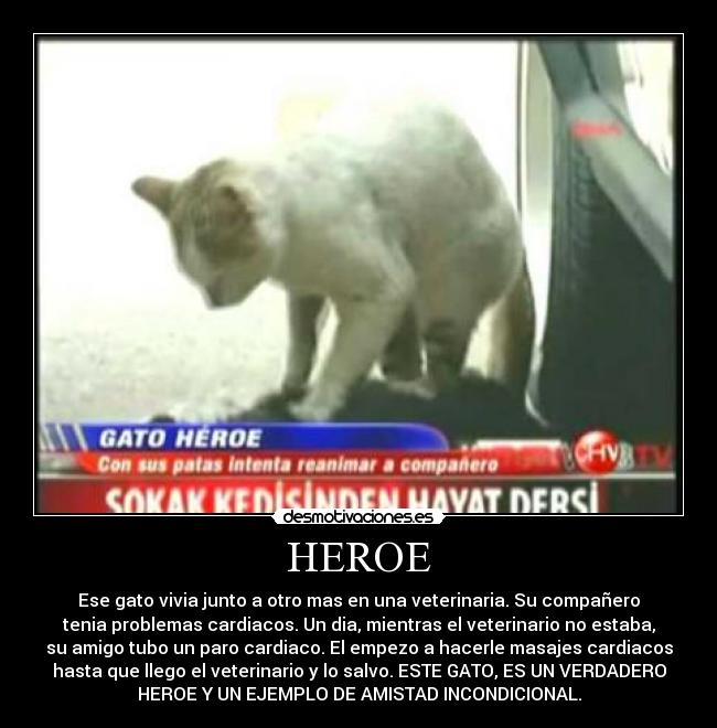 HEROE - Ese gato vivia junto a otro mas en una veterinaria. Su compañero
tenia problemas cardiacos. Un dia, mientras el veterinario no estaba,
su amigo tubo un paro cardiaco. El empezo a hacerle masajes cardiacos
hasta que llego el veterinario y lo salvo. ESTE GATO, ES UN VERDADERO
HEROE Y UN EJEMPLO DE AMISTAD INCONDICIONAL.