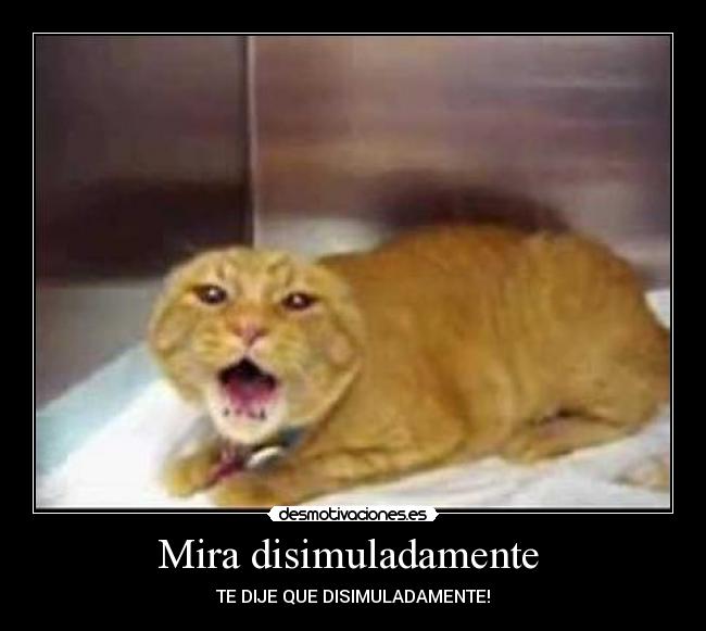 carteles gato desmotivaciones