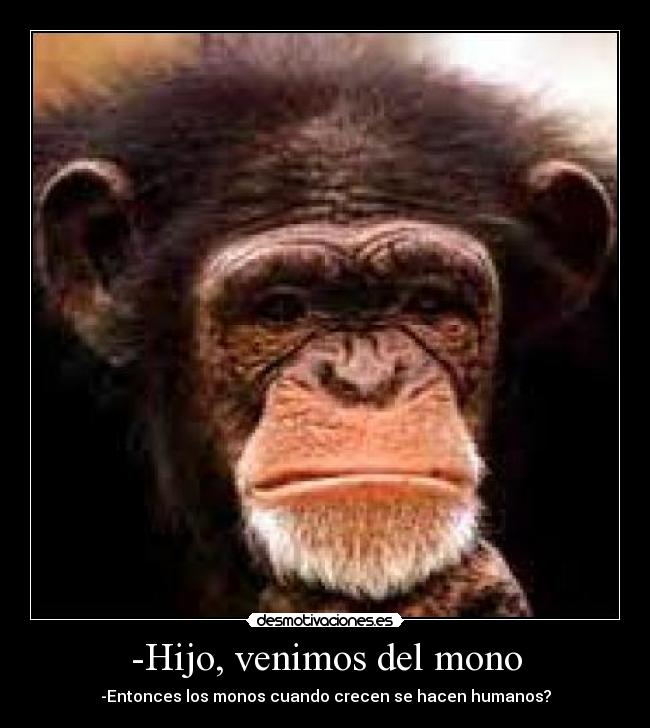 -Hijo, venimos del mono -