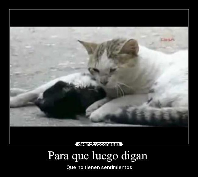 Para que luego digan - Que no tienen sentimientos