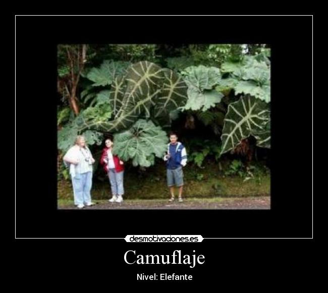 Camuflaje - 