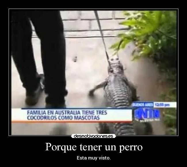 carteles cocodrilos perros desmotivaciones