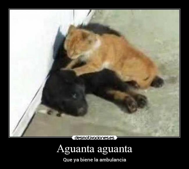 Aguanta aguanta - 