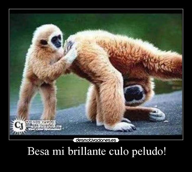 Besa mi brillante culo peludo! - 