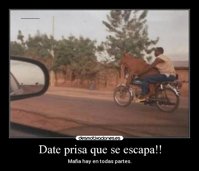 carteles vaca desmotivaciones