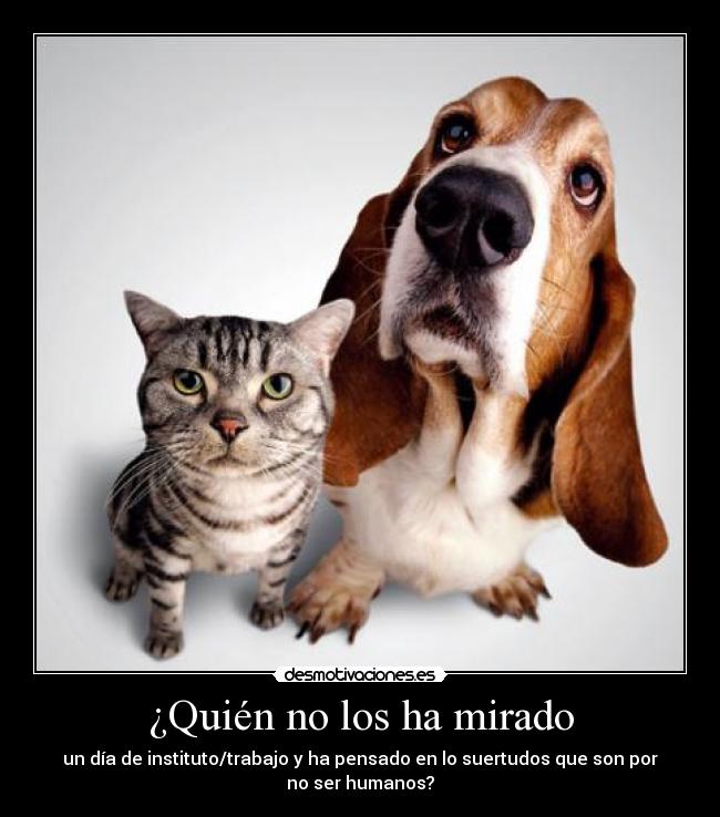 carteles perros gatos mascotas trabajar estudiar desmotivaciones