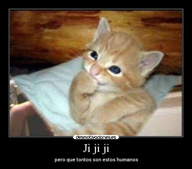 carteles gatito llevame principal desmotivaciones