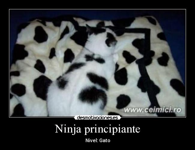 carteles gato desmotivaciones