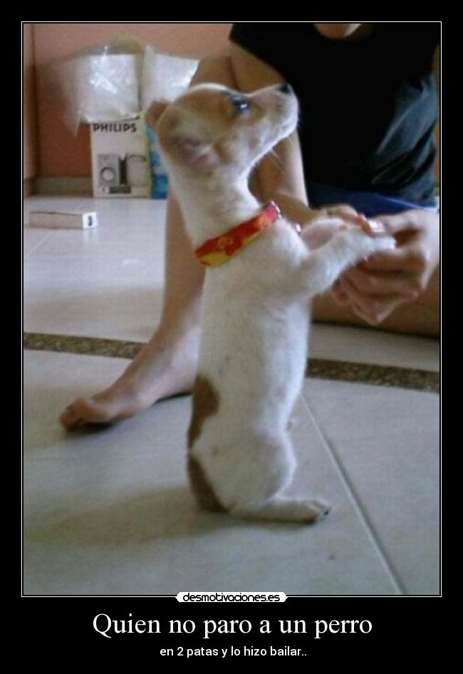 Quien no paro a un perro - en 2 patas y lo hizo bailar..♫