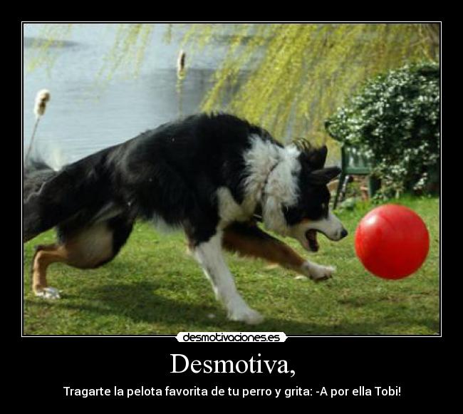 Desmotiva, - Tragarte la pelota favorita de tu perro y grita: -A por ella Tobi!