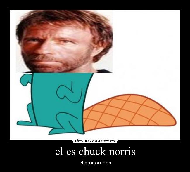 el es chuck norris - el ornitorrinco