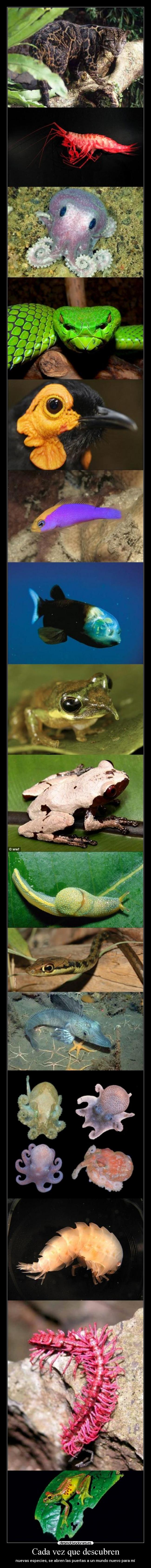 carteles nuevas especies abren las puertas mundo nuevo desmotivaciones