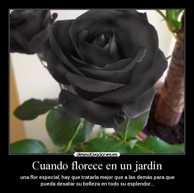 carteles rosa negra jardin flor especial belleza esplendor desmotivaciones