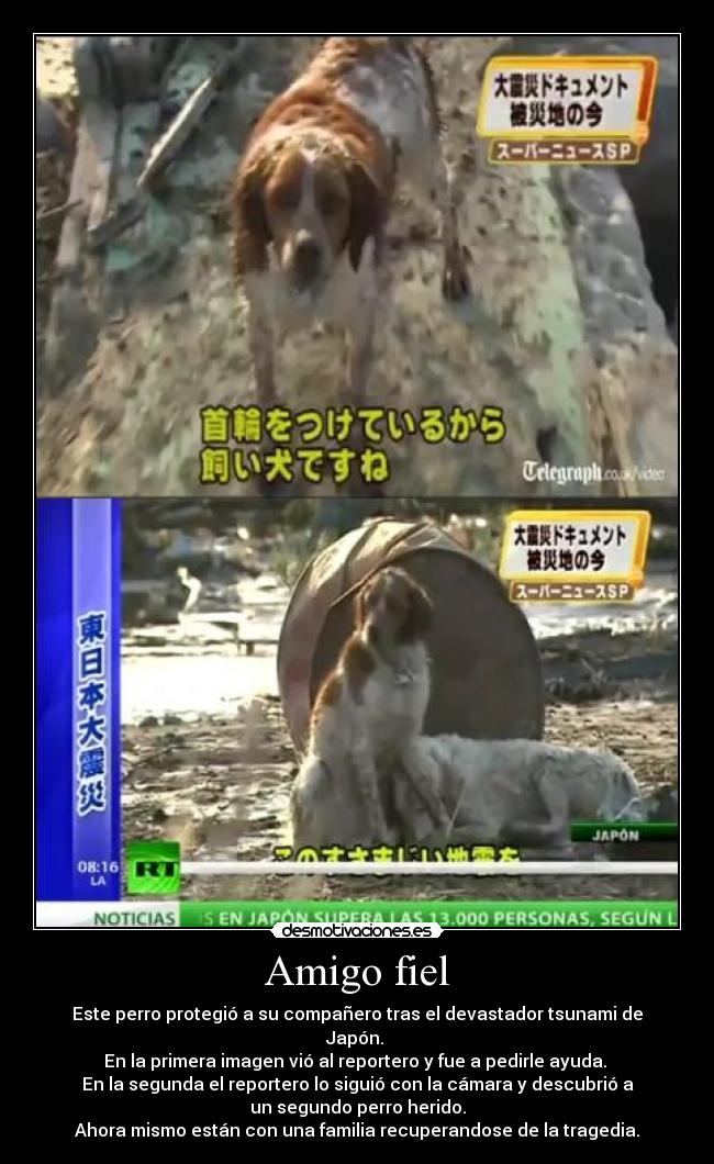 Amigo fiel - Este perro protegió a su compañero tras el devastador tsunami de
Japón.
En la primera imagen vió al reportero y fue a pedirle ayuda.
En la segunda el reportero lo siguió con la cámara y descubrió a
un segundo perro herido.
Ahora mismo están con una familia recuperandose de la tragedia.