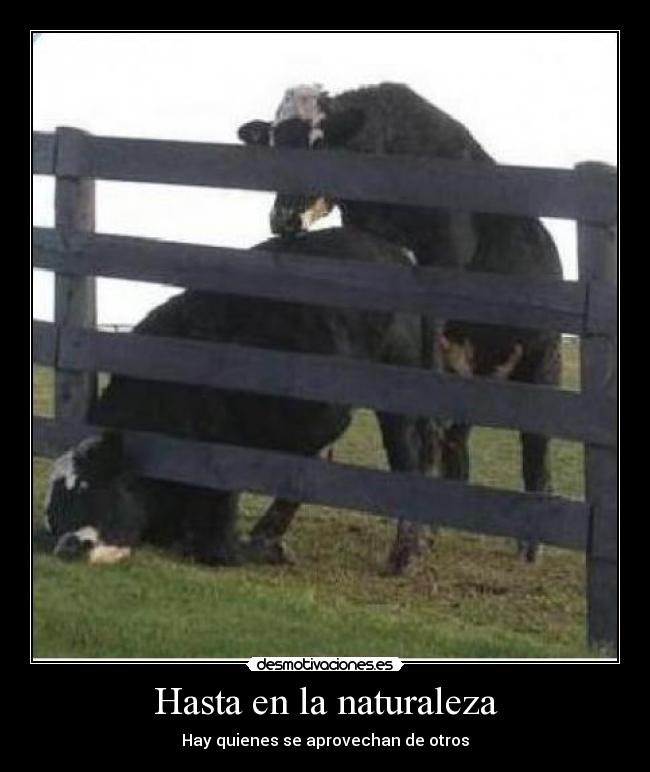 carteles naturaleza vaca desmotivaciones