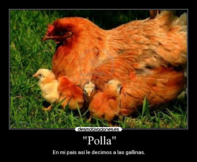 Polla - En mi país así le decimos a las gallinas.