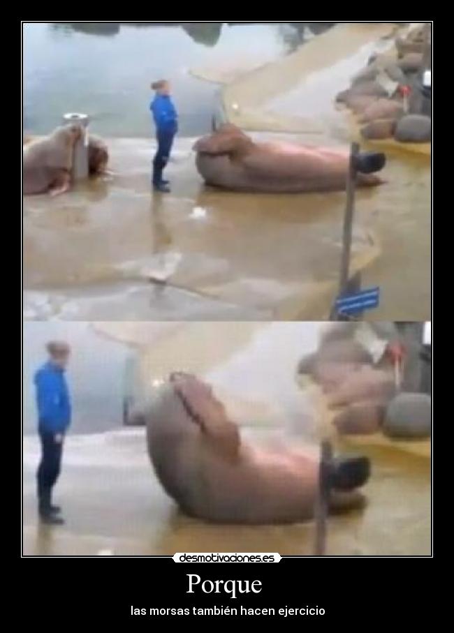 Porque - las morsas también hacen ejercicio