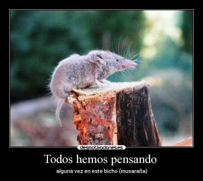 Todos hemos pensando -