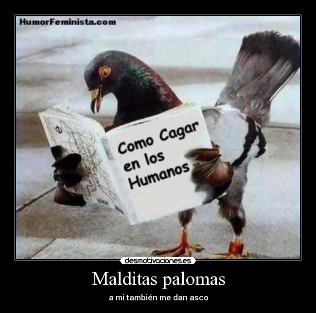 Malditas palomas -