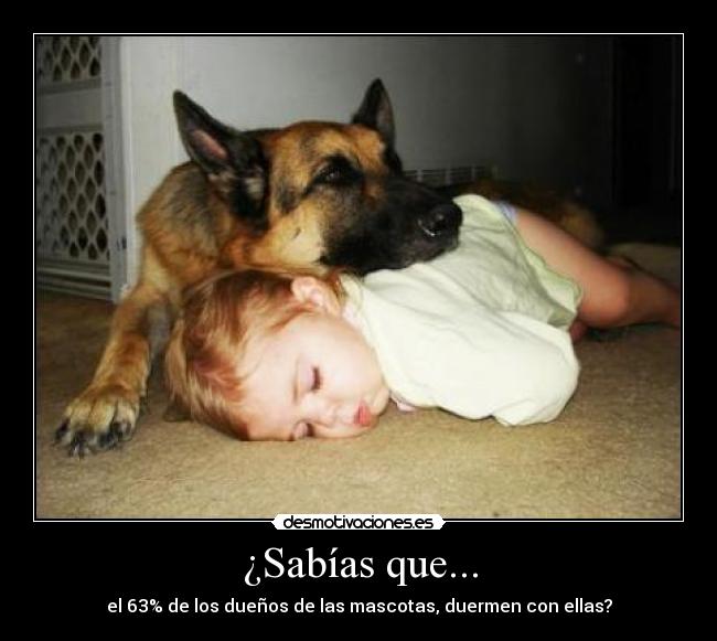carteles sabias que duermen con mascota desmotivaciones