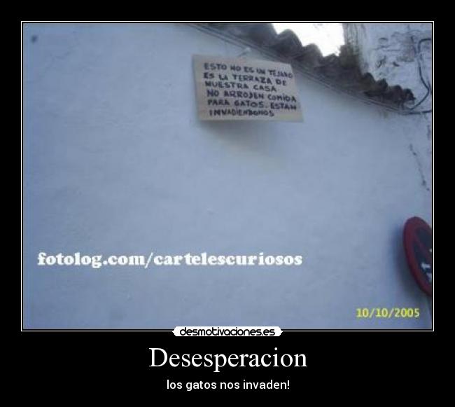 Desesperacion - los gatos nos invaden!