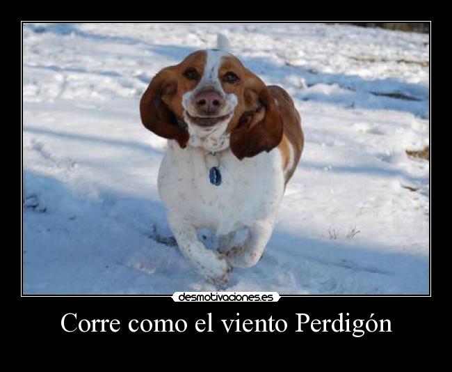 Corre como el viento Perdigón - 