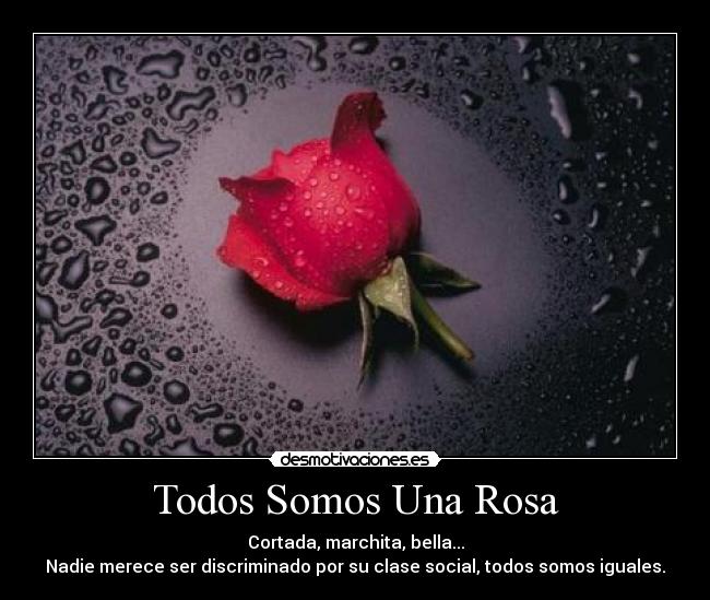 Todos Somos Una Rosa - Cortada, marchita, bella...
Nadie merece ser discriminado por su clase social, todos somos iguales.