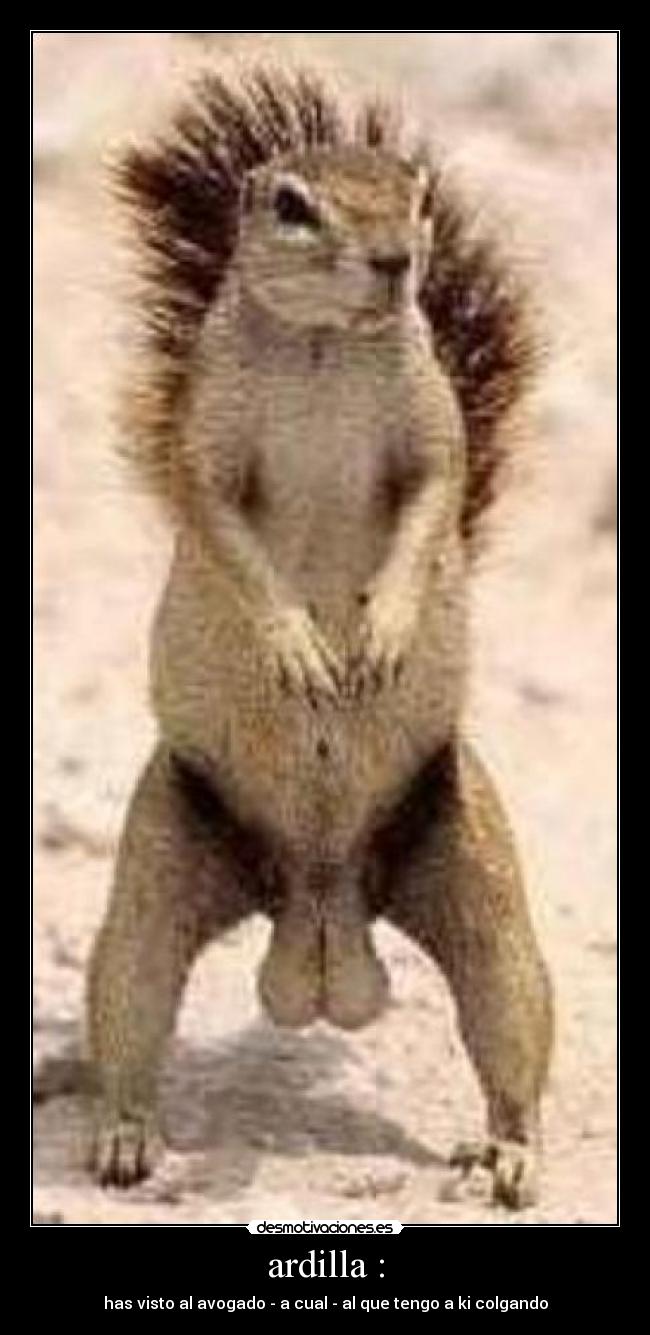 ardilla : -