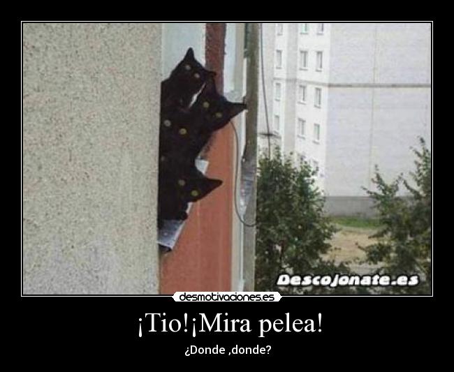 ¡Tio!¡Mira pelea! - ¿Donde ,donde?